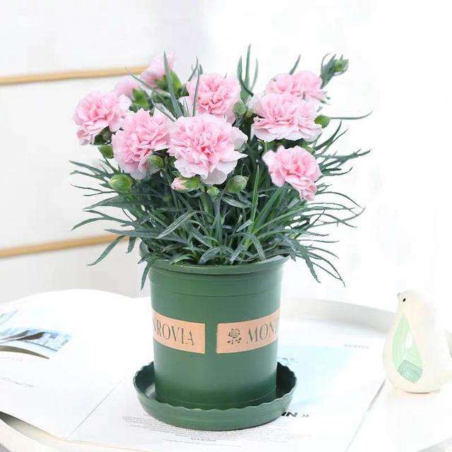 特福德祝天下母親節(jié)日快樂、幸福安康！